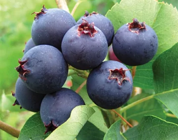 Фото Ирга замороженная 13 кг