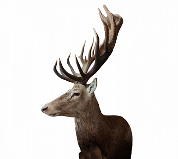 Фото Голова новозеландского оленя