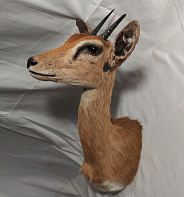 Голова антилопы Стенбок