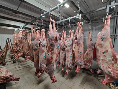 Превью Европейский олень(часть туши)