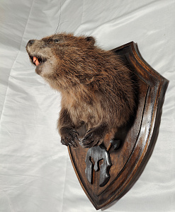 Превью Бобр с лапами на медальоне