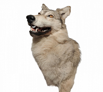 Фото Голова светлого волка по грудь