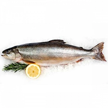 Фото Голец свежемороженый (мешок 20кг)