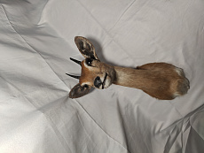 Голова антилопы Стенбок