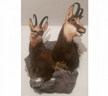 Фото Чучело серны двойное