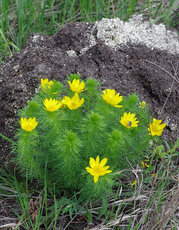 Фото Адонис цвет сушеный