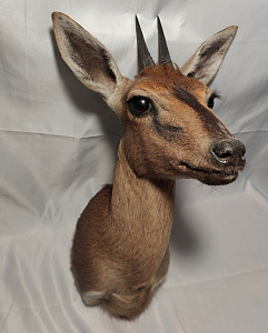 Превью Голова хохлатой антилопы