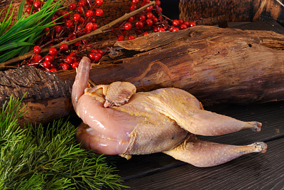 Превью Фазан Дикий