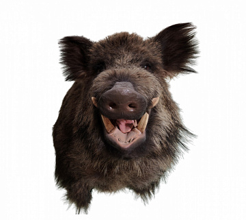 Фото Голова кабана по грудь