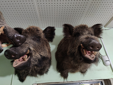 Превью Голова кабана по грудь