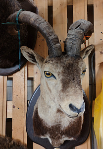 Превью Козерог испанский голова