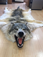 Шкура волка (Пермьский)