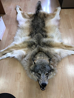 Шкура волка (Пермьский)