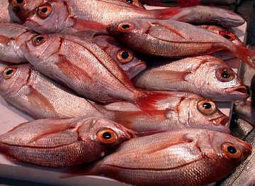 Фото Дорадо розовый дикий (Зубан) 200-300