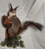 Белка на медальоне с шишкой