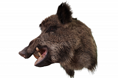 Превью Голова кабана по грудь