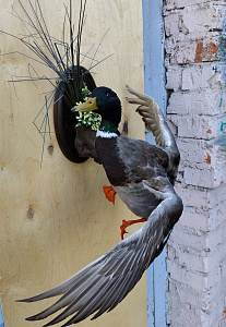 Превью Селезень на медальоне