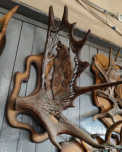 Превью Рог лося с медведем