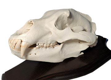 Фото Череп камчатского медведя на медальоне