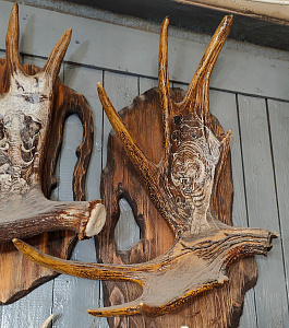 Превью Рог лося с тигром