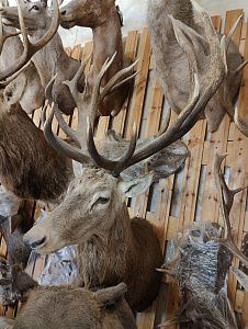 Превью Голова новозеландского оленя