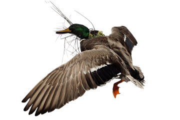 Фото Селезень на медальоне