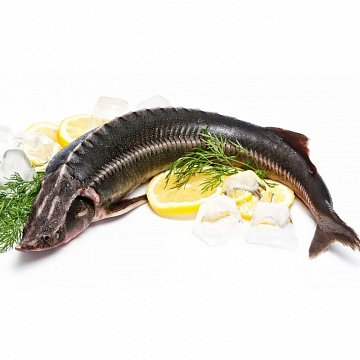 Фото Осетр свежемороженый (20+кг)