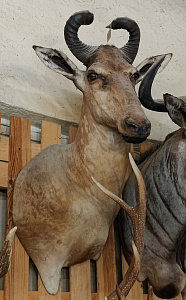 Превью Голова антилопы Хартебист