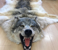 Шкура волка (Пермьский)