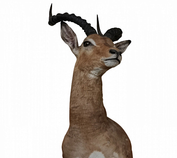 Фото Голова импалы