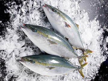 Фото Лакедра (желтохвост) 1 кг