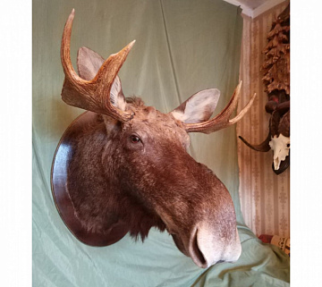 Фото Голова лося на круглом медальоне