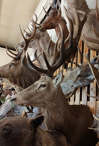 Превью Голова новозеландского оленя